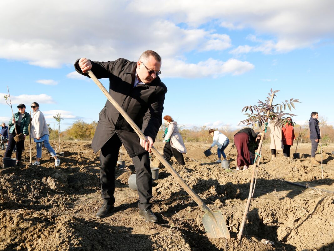 300 trees planted in Krtsanisi forest park under large-scale greening action