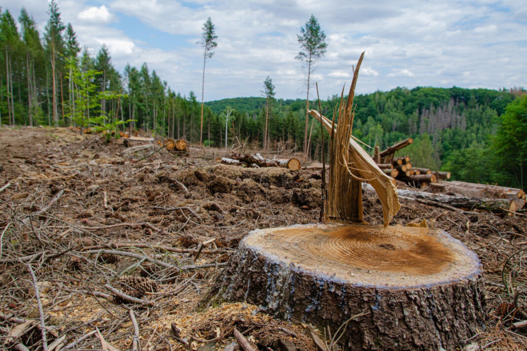 European Parliament and Council agree on new rules to tackle Deforestation