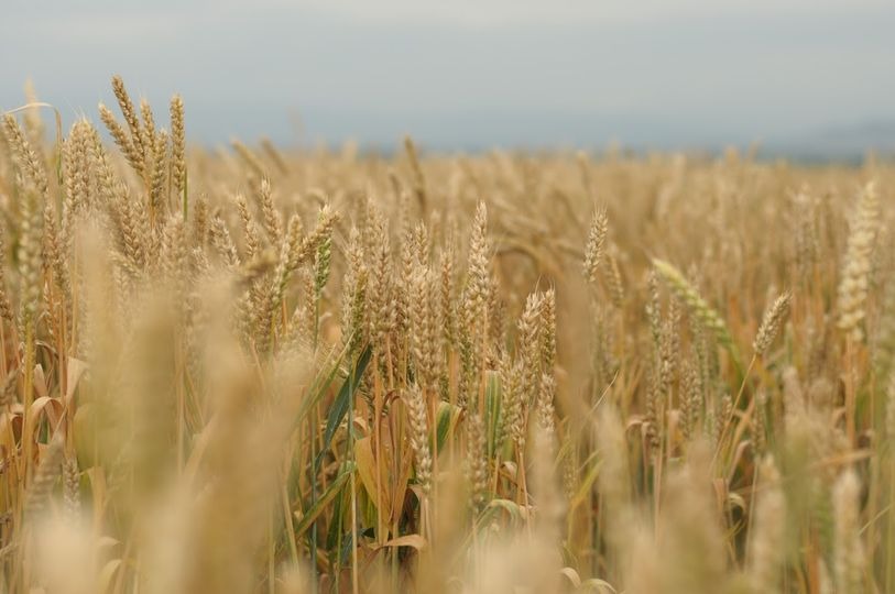 Georgia: Results of liquid fertilizers in wheat harvest and quality