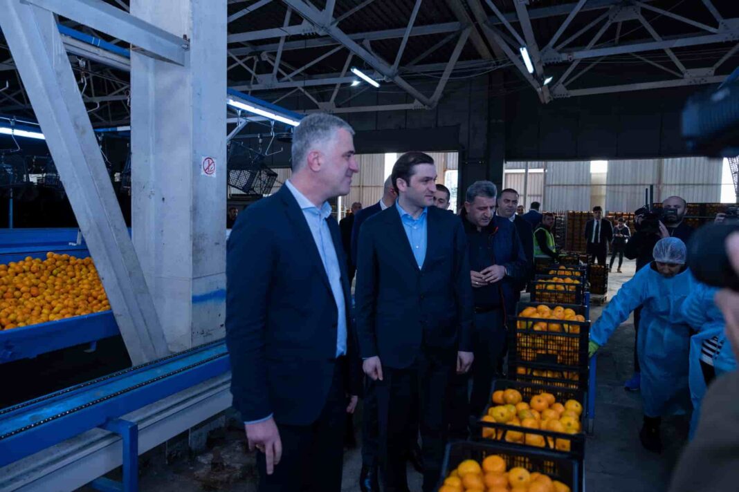 Adjara celebrates record-breaking orange harvest