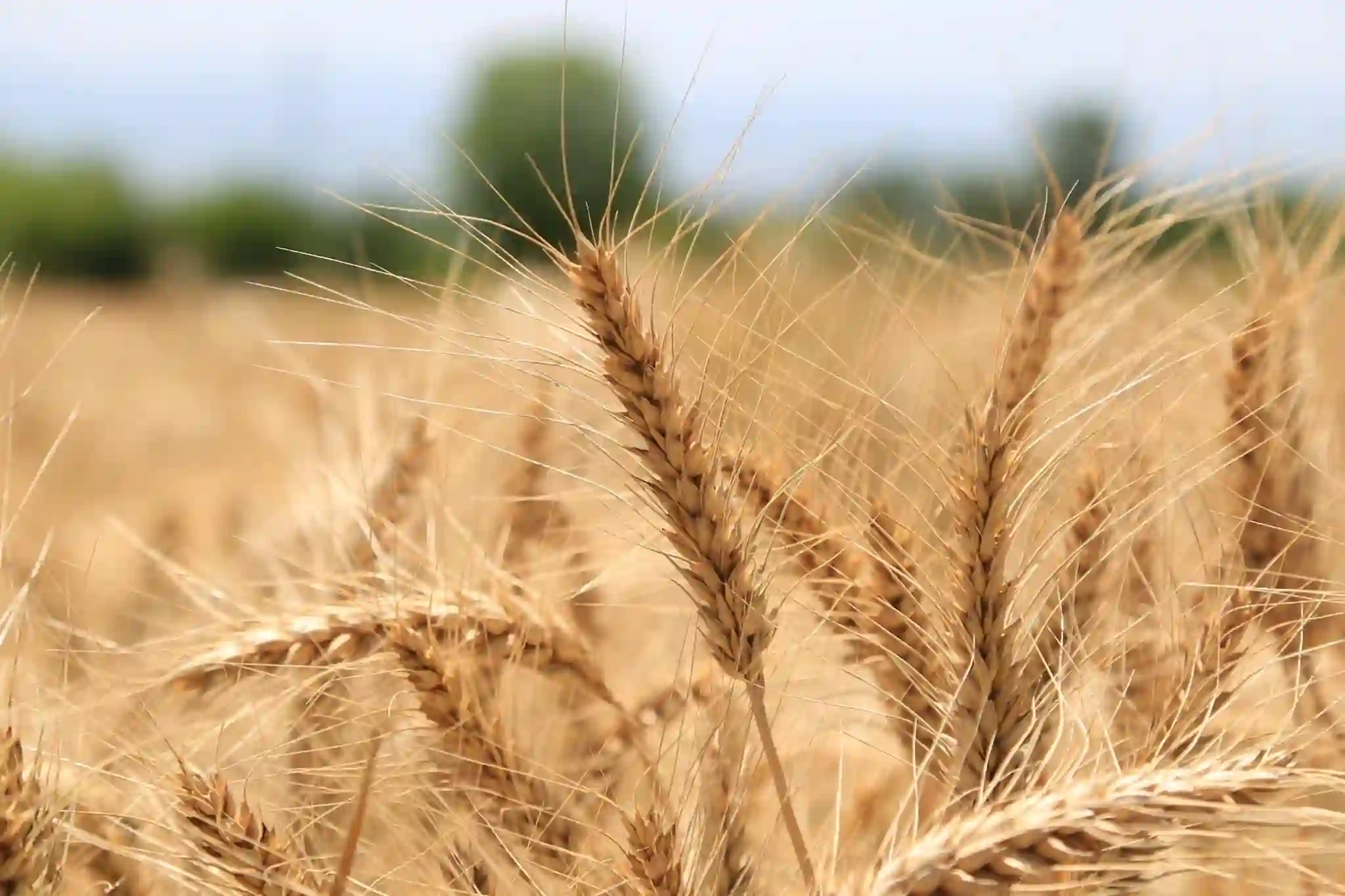 Marneuli municipality hosts Wheat selection demonstration open door day