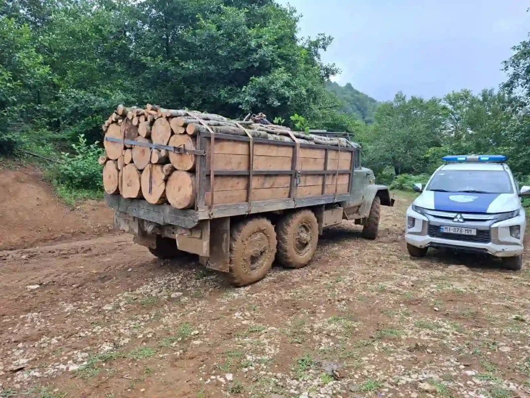 Georgia detects 4 cases of illegal logging and timber transport
